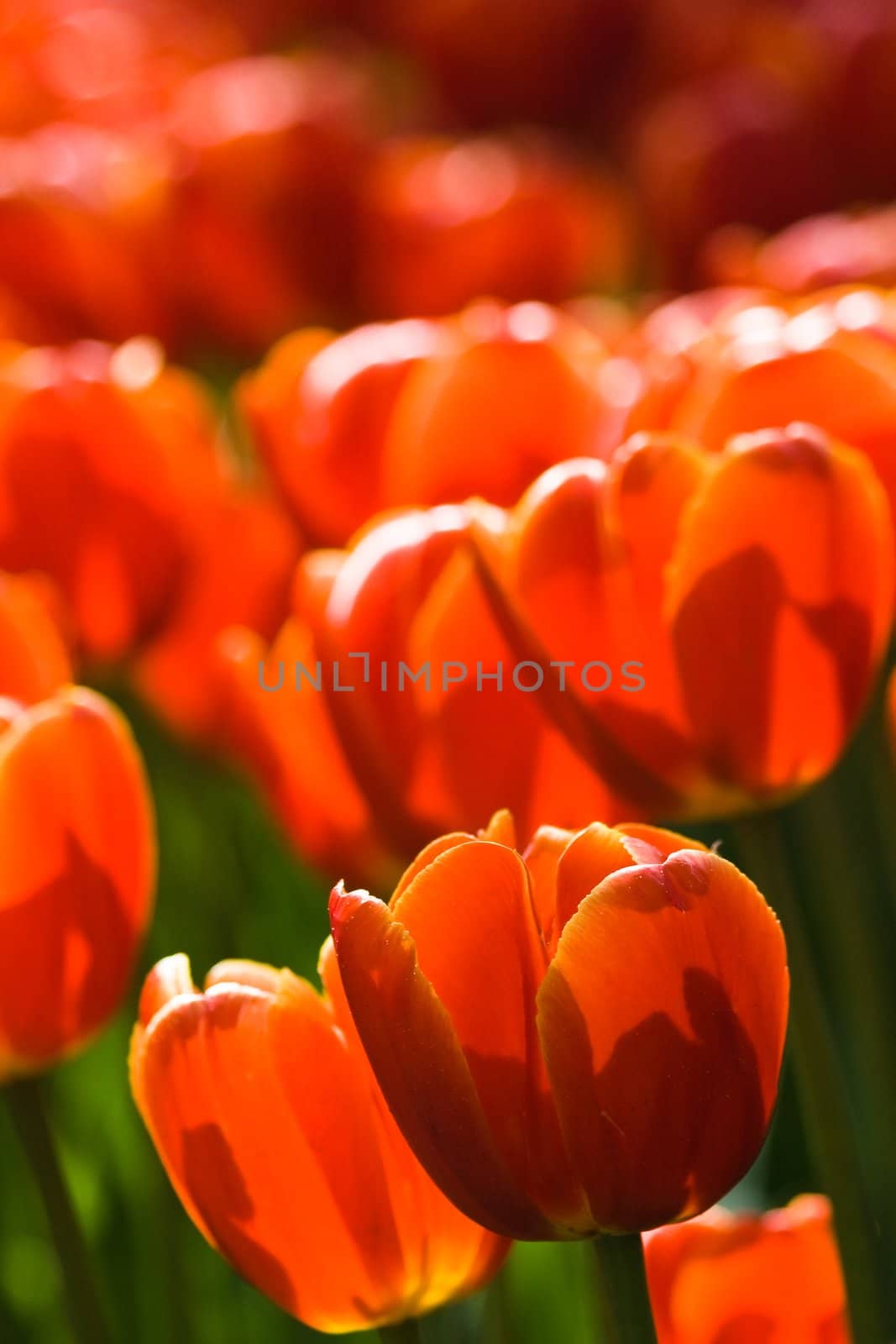 Glowing colors of red tulips in spring