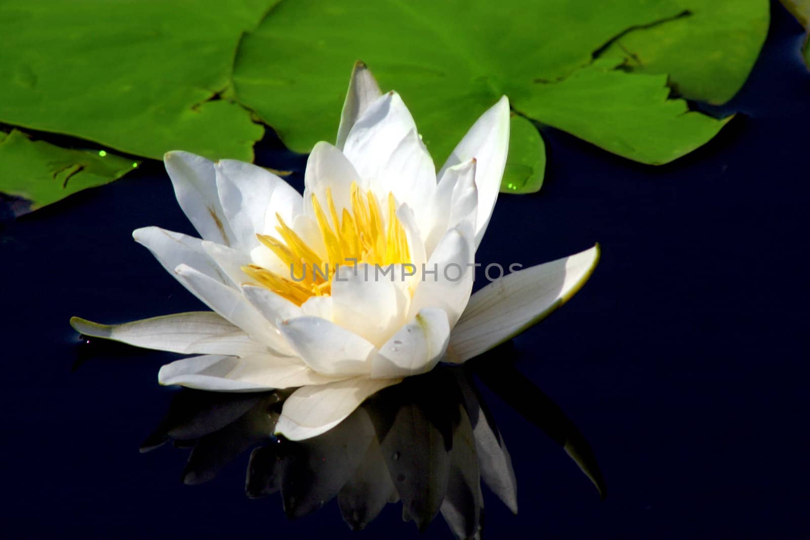 Water Lilly on focus in a lake with a leaf on the side. 