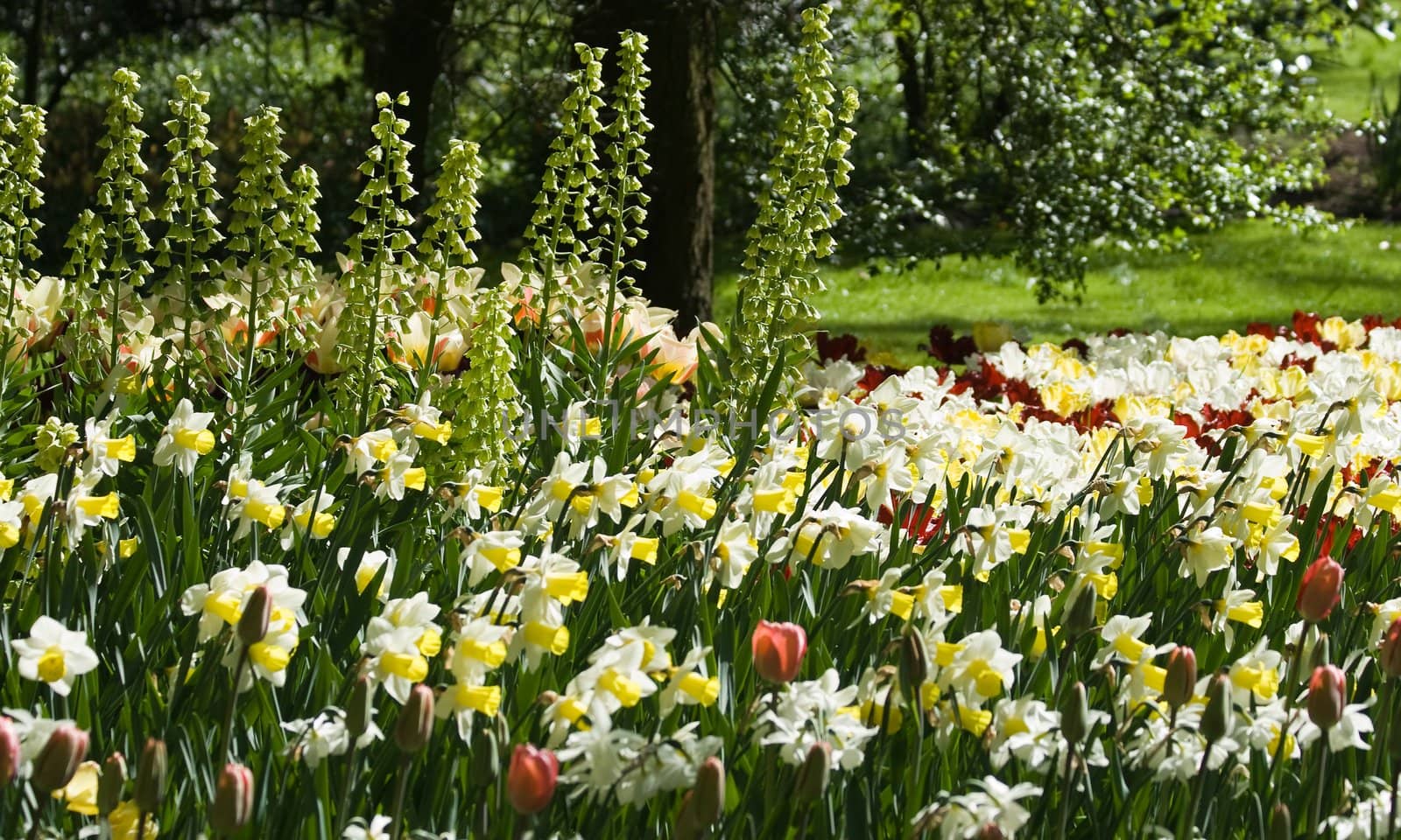 Yellow and white daffodils and frittilaria flowers in spring