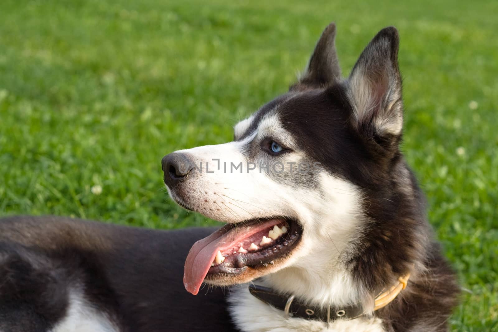 Dog looks at its master on green field
