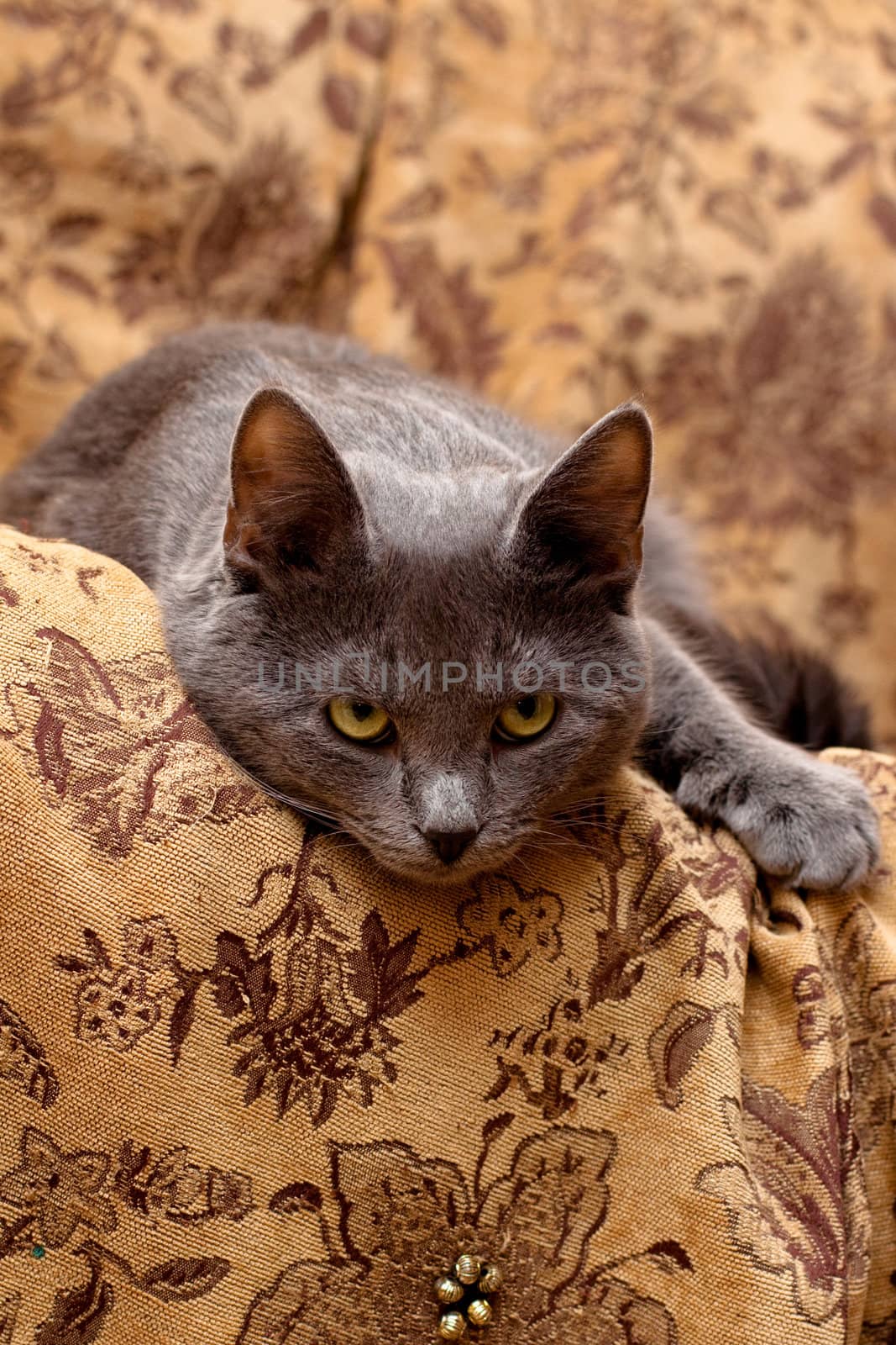 lying grey cat by foaloce