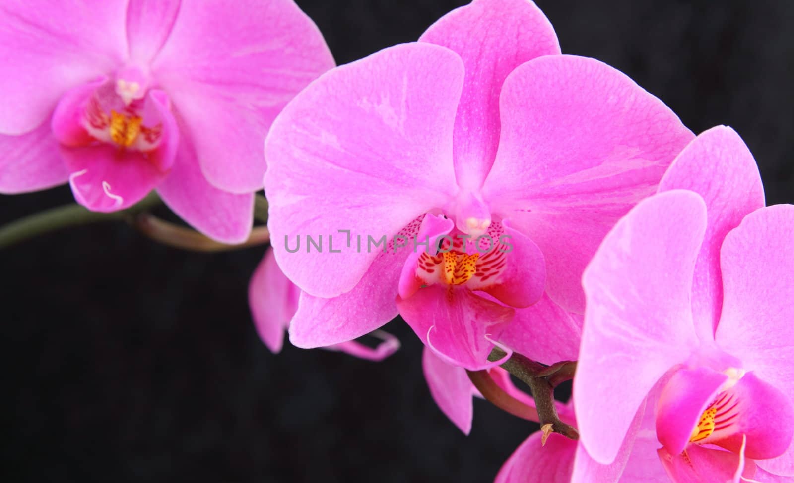 orchid phalaenopsis