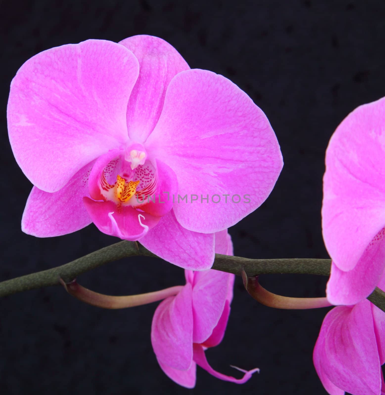 orchid phalaenopsis