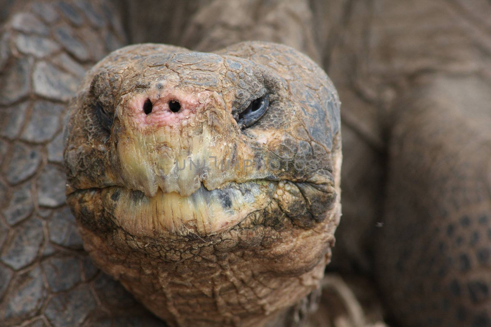 Giant Galapagos Tortoise by ernkris