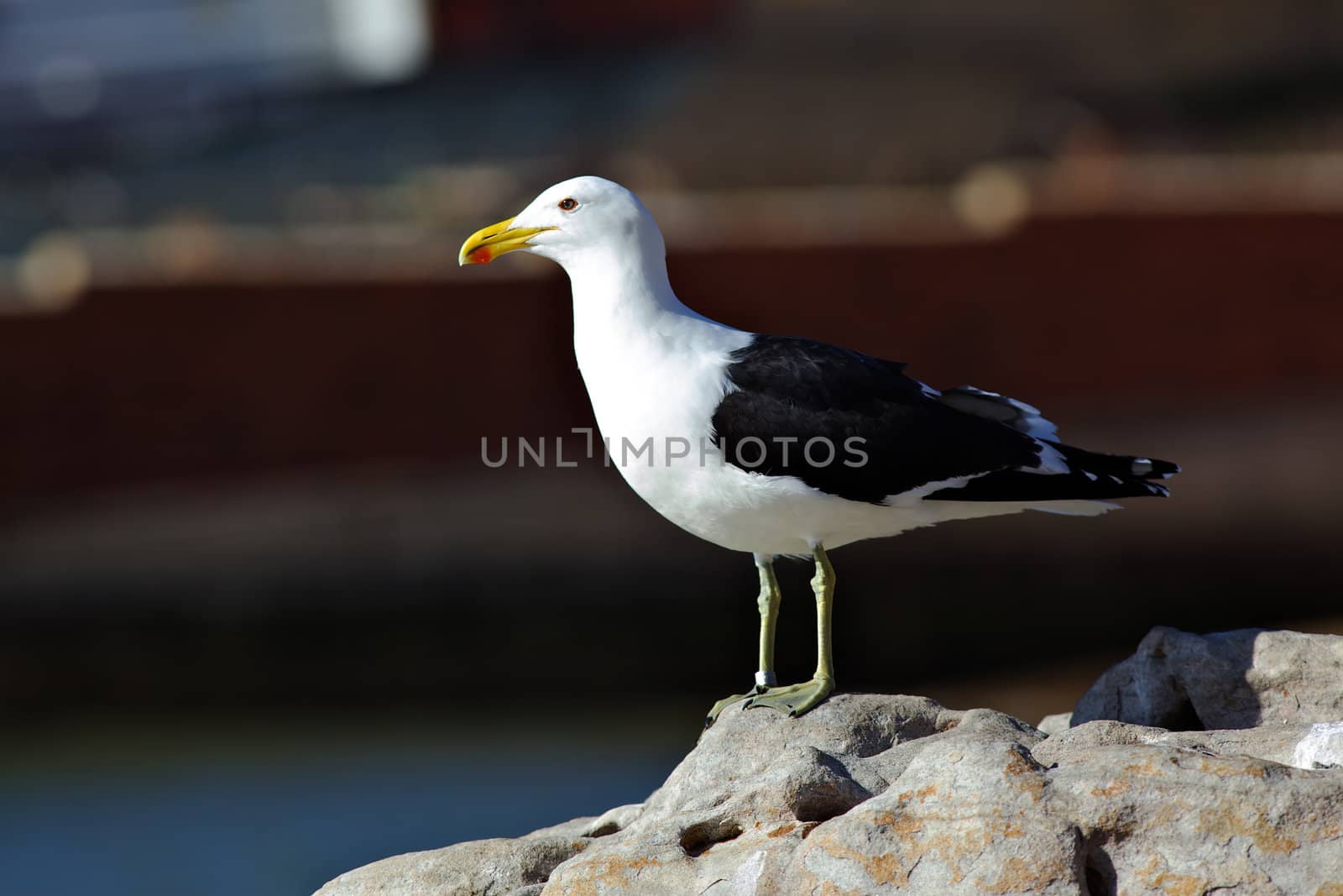 A Kelp Gull (Larus dominicanus) at Kalk Bay Harbour, Cape Peninsula, South Africa.