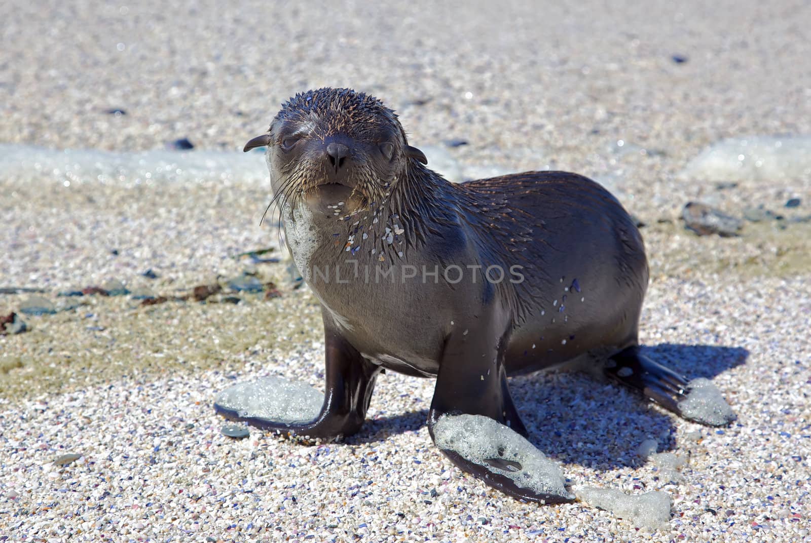 A young Cape Fur Seal (Arctocephalus pusillus) coming ashore on Blouberg Beach, Cape Town, South Africa.