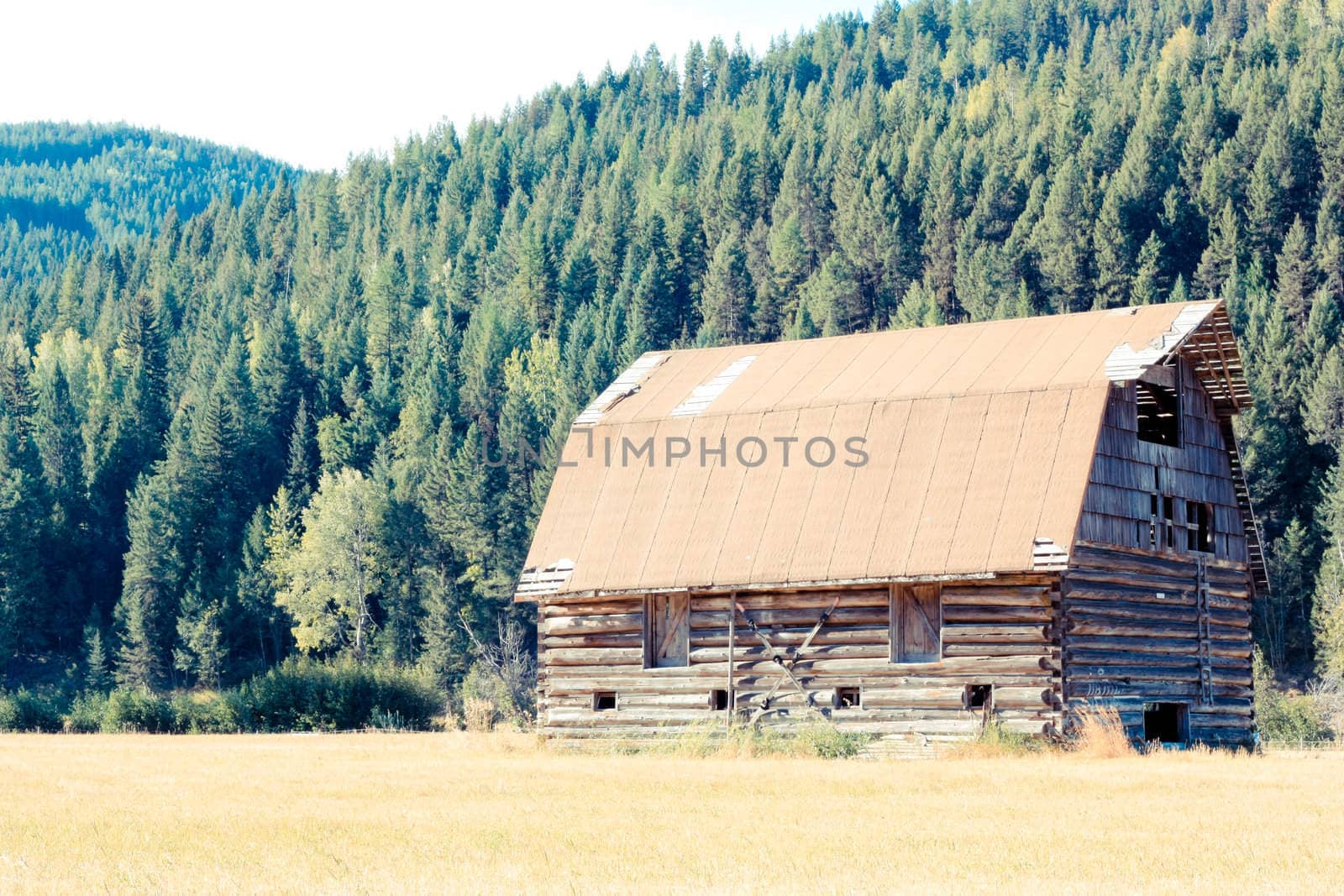 an old house in a forest meadow