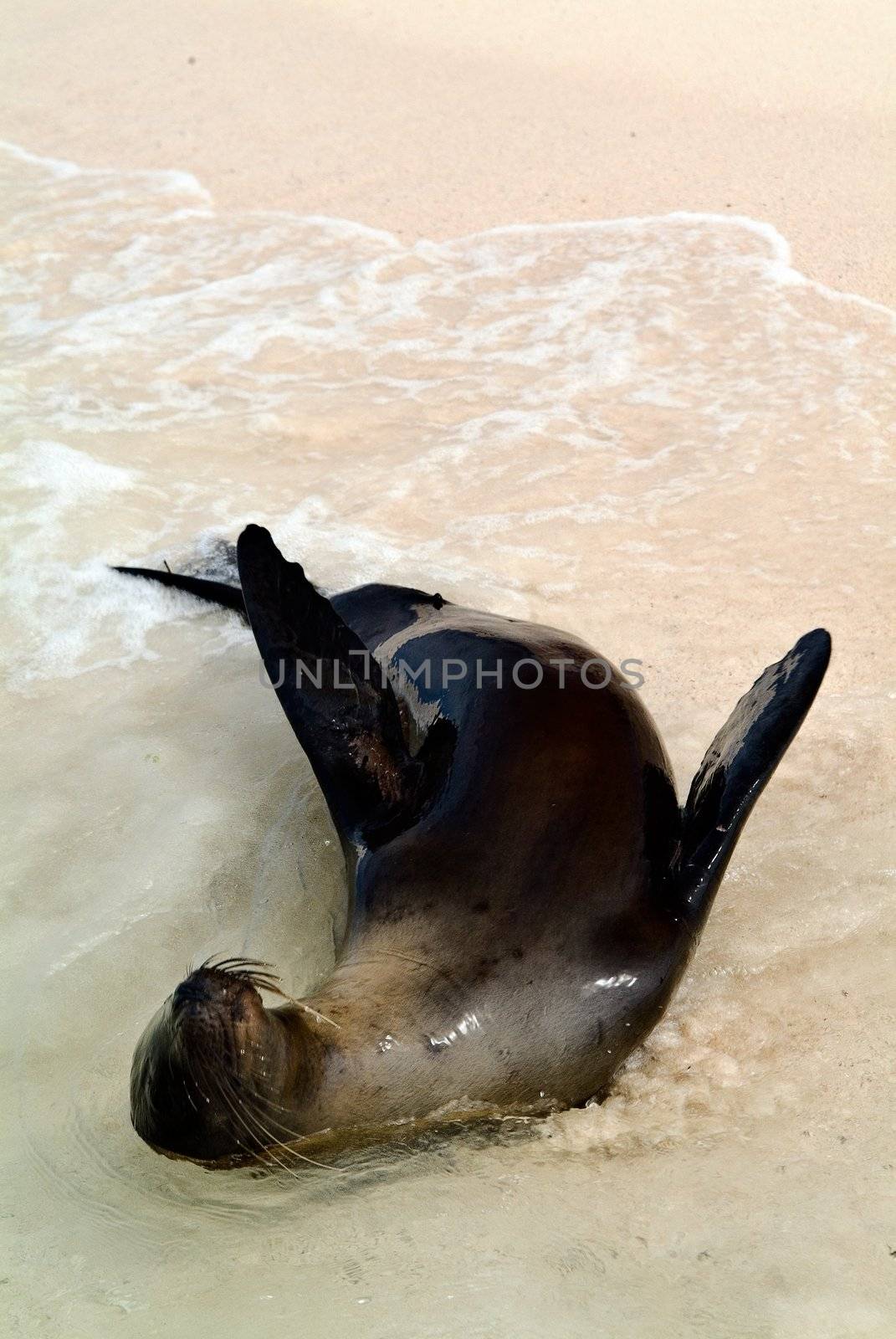Luxury. The seal luxuriates on sandy coast of a beach in a surf strip.