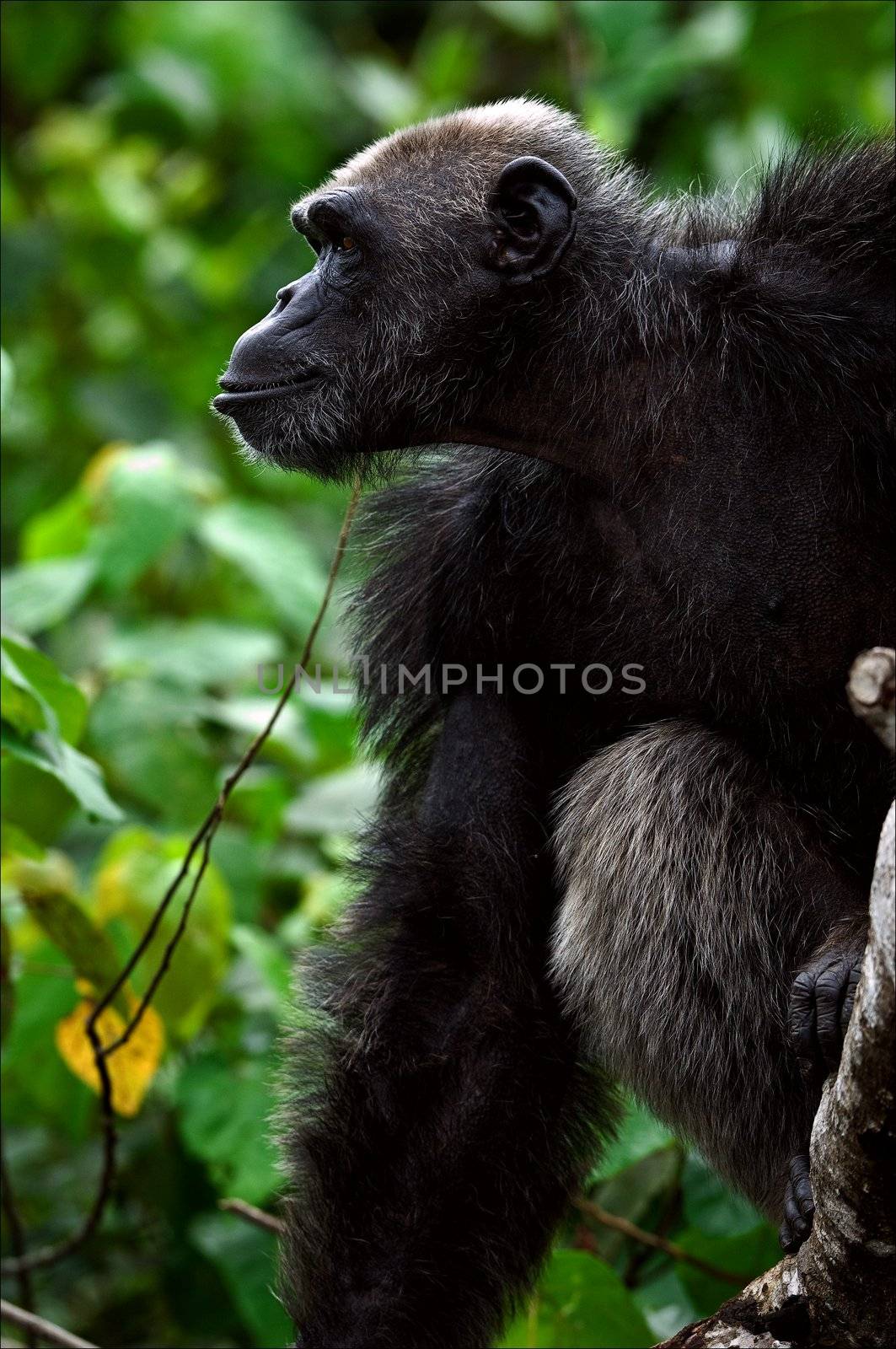 Portrait of a chimpanzee in a profile. A portrait of the adult male of a chimpanzee in a profile against brightly green jungle.