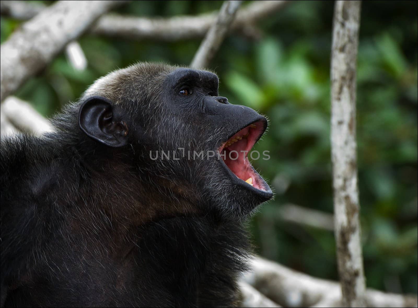 Shout. A chimpanzee in wood, widely opening a mouth, loudly shouts