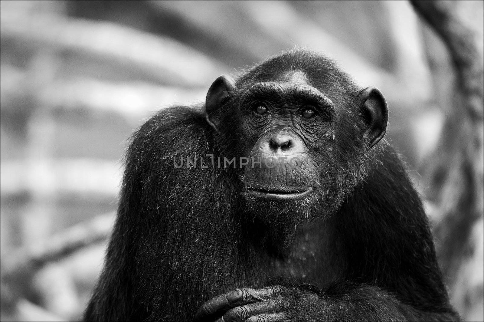 It is black a white portrait of a wild chimpanzee at a short distance.