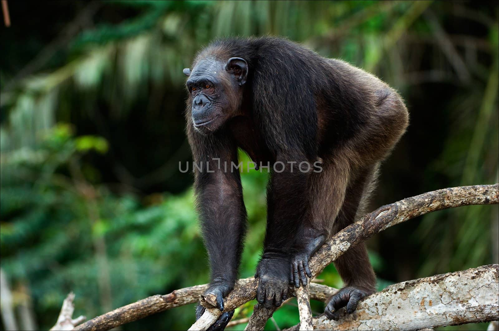 Vigilance. The chimpanzee costs on a branch of a tree with care looking afar.