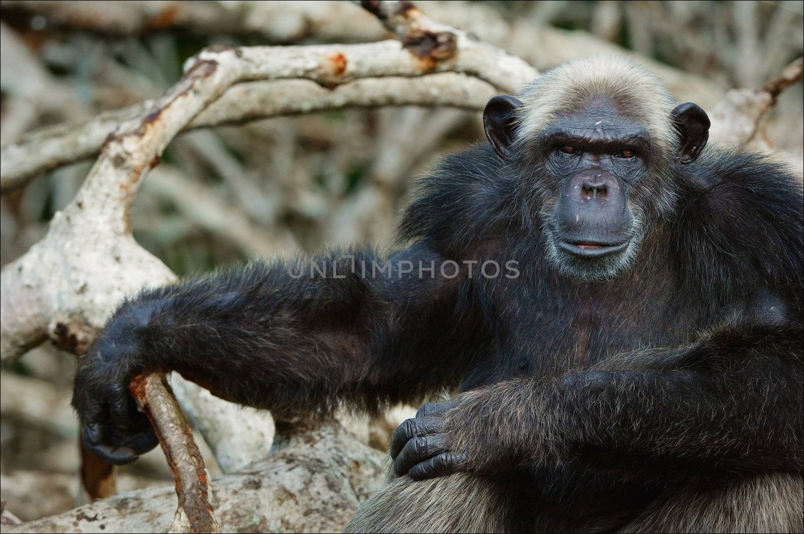 Portrait of a chimpanzee in branches mangrove thickets. by SURZ