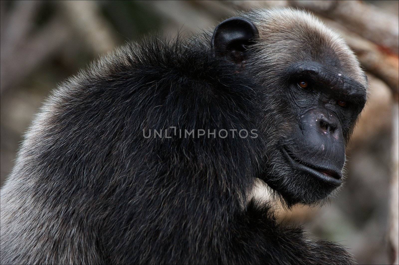 Portrait cimpanzee. 5 by SURZ