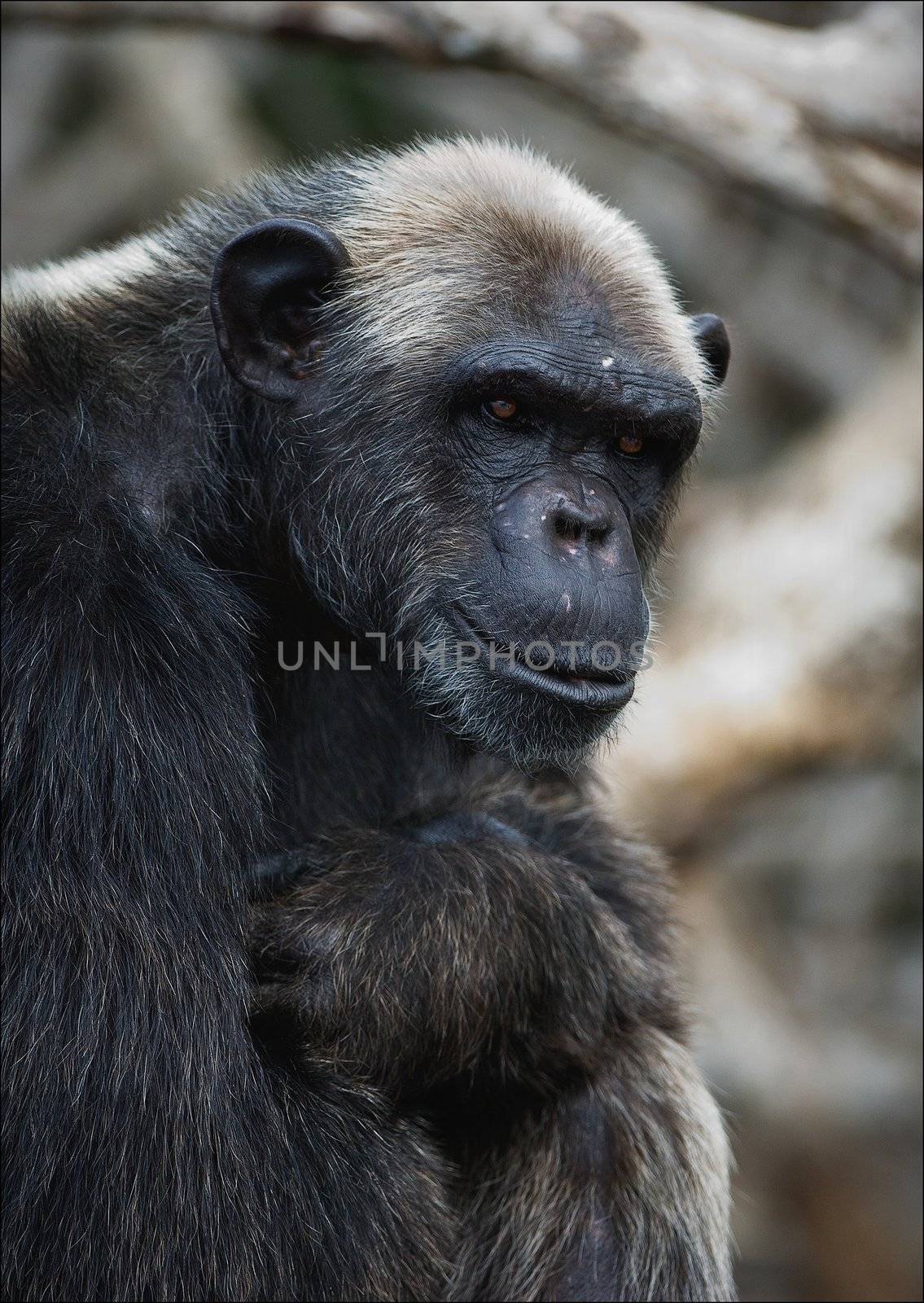Portrait cimpanzee. 6 by SURZ