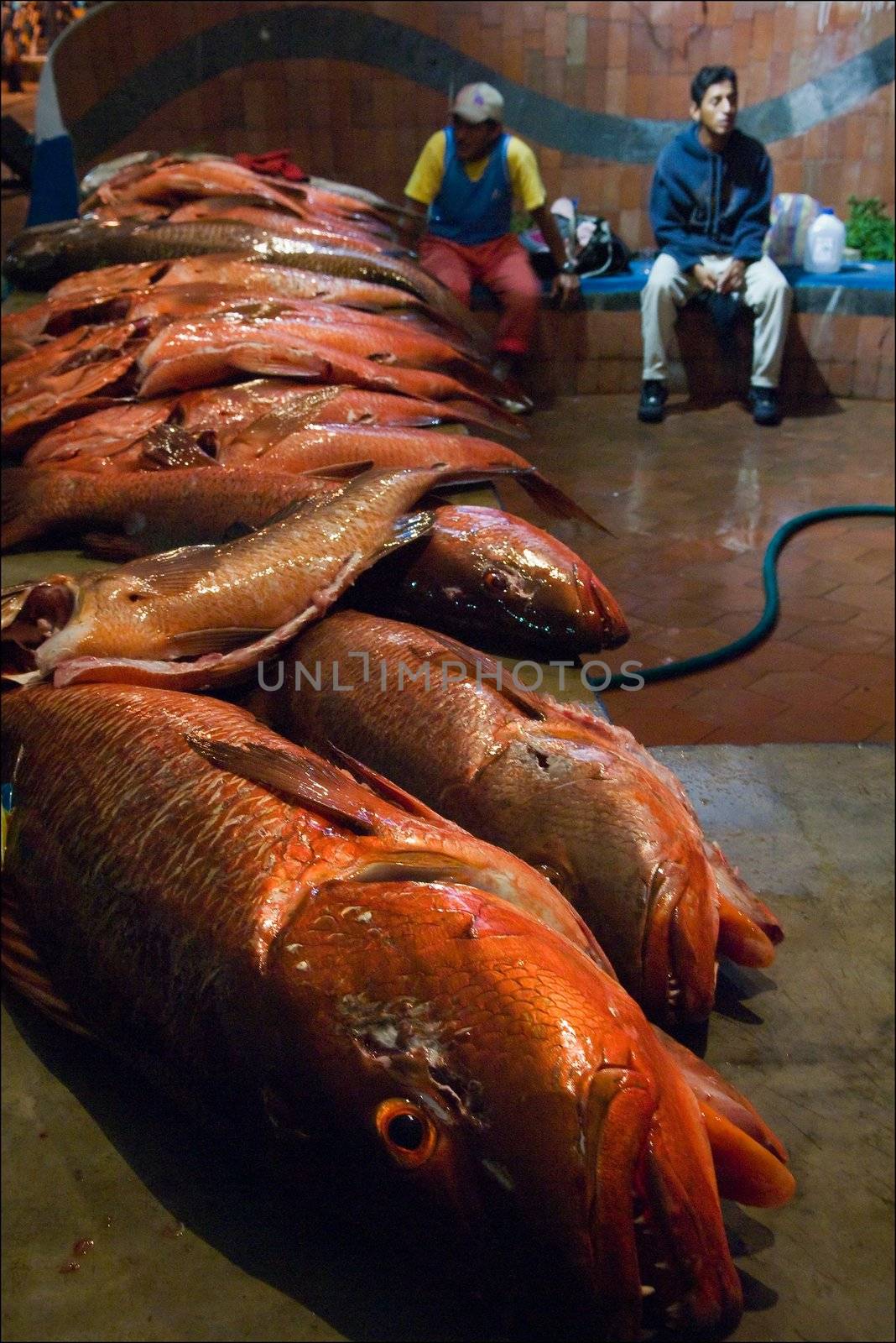 Fish on a counter. On a counter early in the morning already lies, caught by fishermen, fish.