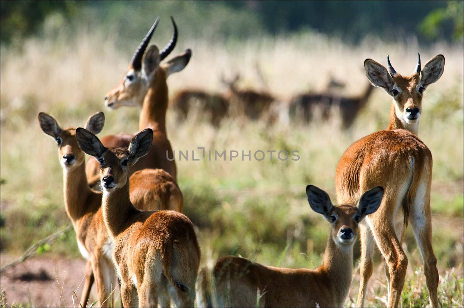 The group of antelopes the impala costs on the grass which has turned yellow from the hot sun.