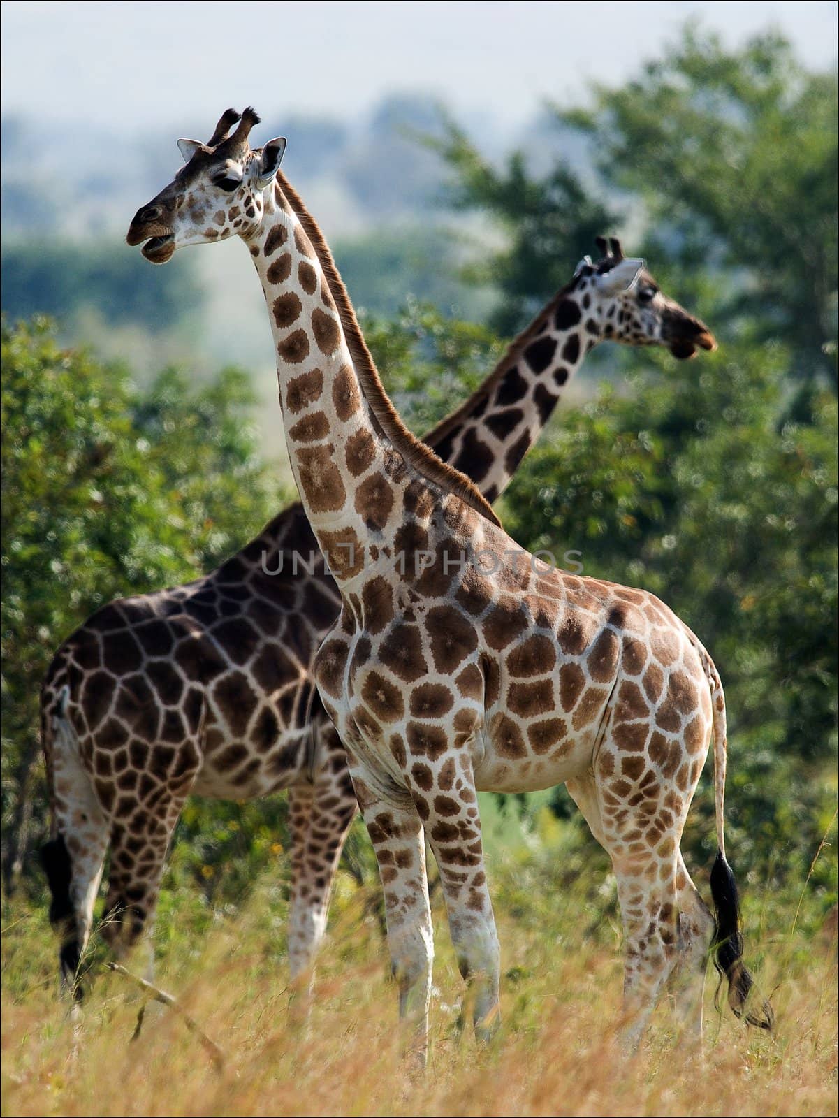 Two giraffes. Under a shining sun two giraffes stand at a tree with the crossed long necks.