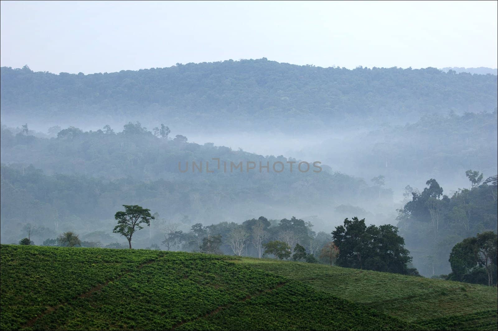 Gray morning fog over tea plantations Bwindi. Uganda.  Africa.