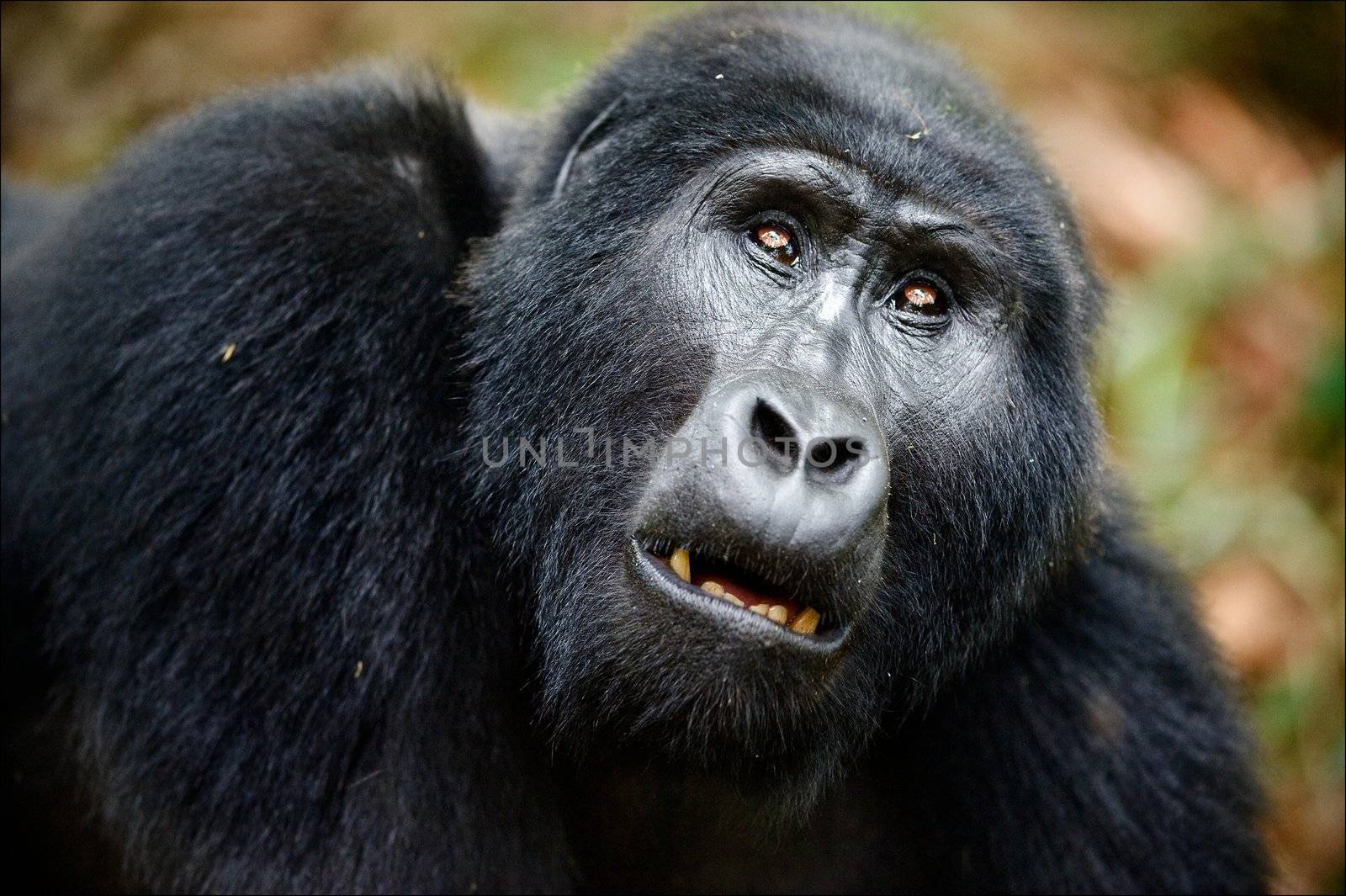 Portrait of a mountain gorilla at a short distance. A gorilla very close, but something has distracted her attention also she attentively looks upwards.