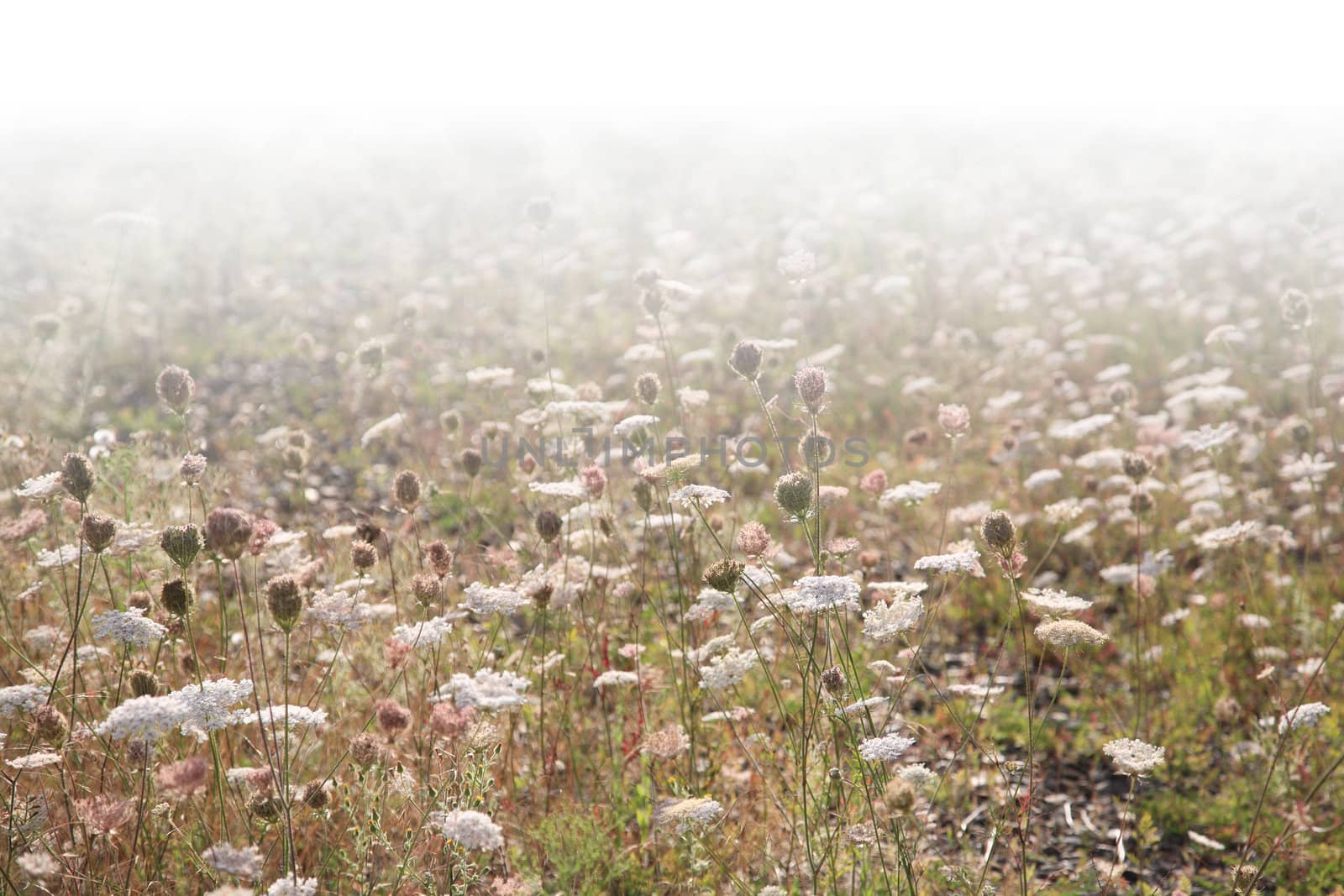 Wildland background with backlighted grass