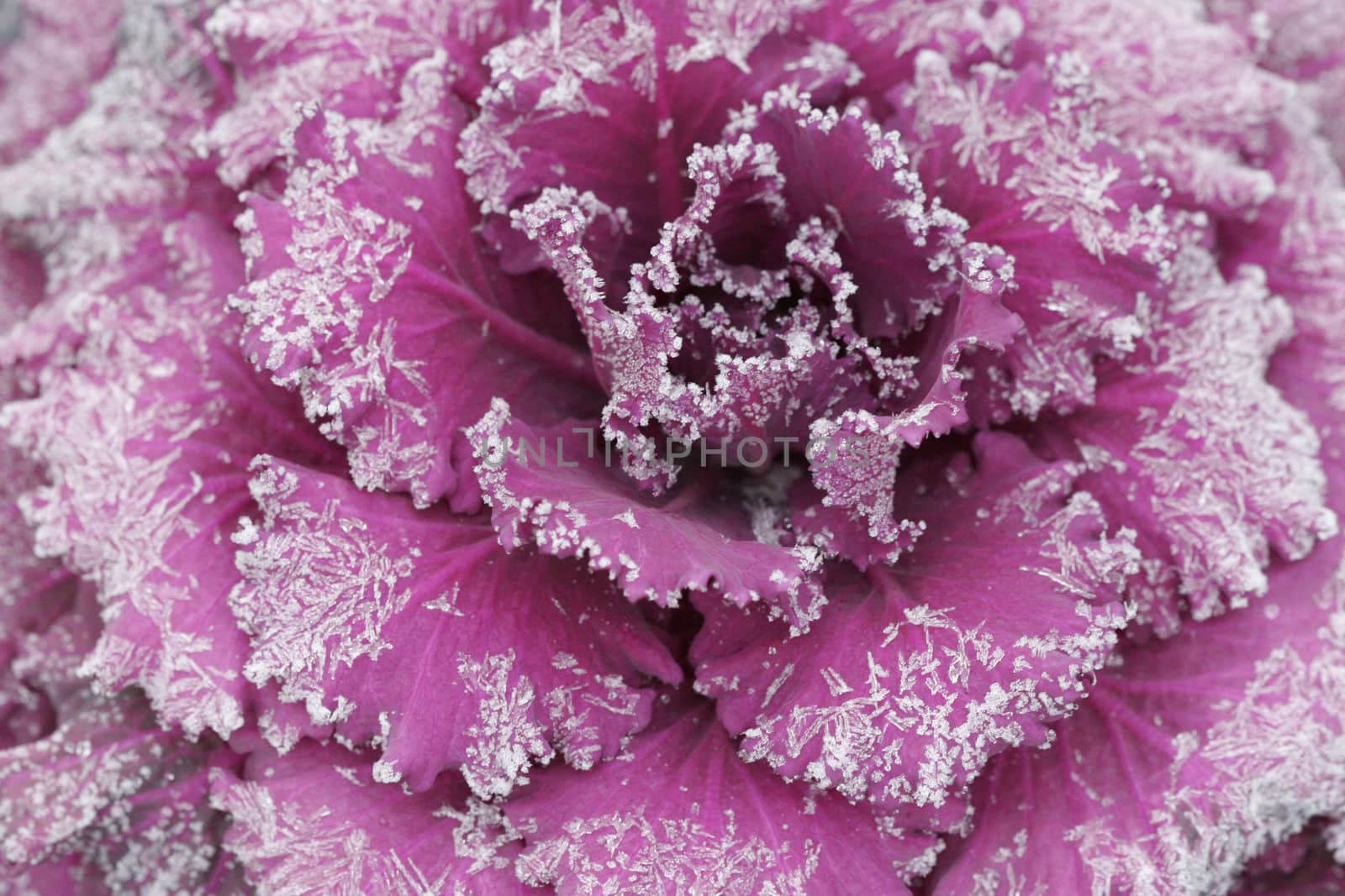 Decorative purple cabbage covered in frost