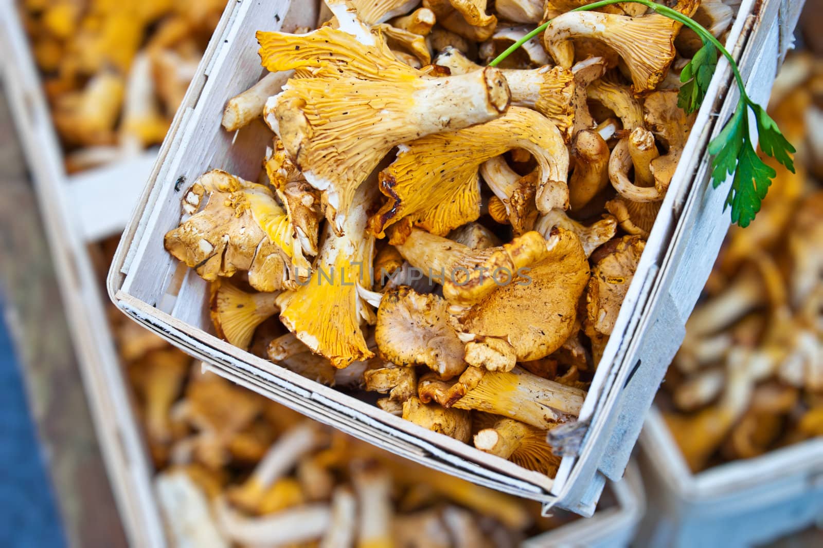 Photograph taken of fresh mushrooms, from a market in Berlin.