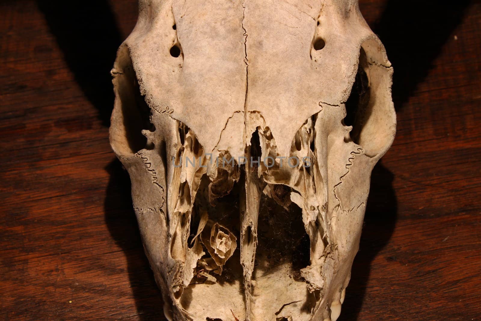 Close-up of a creepy Deer Skull.