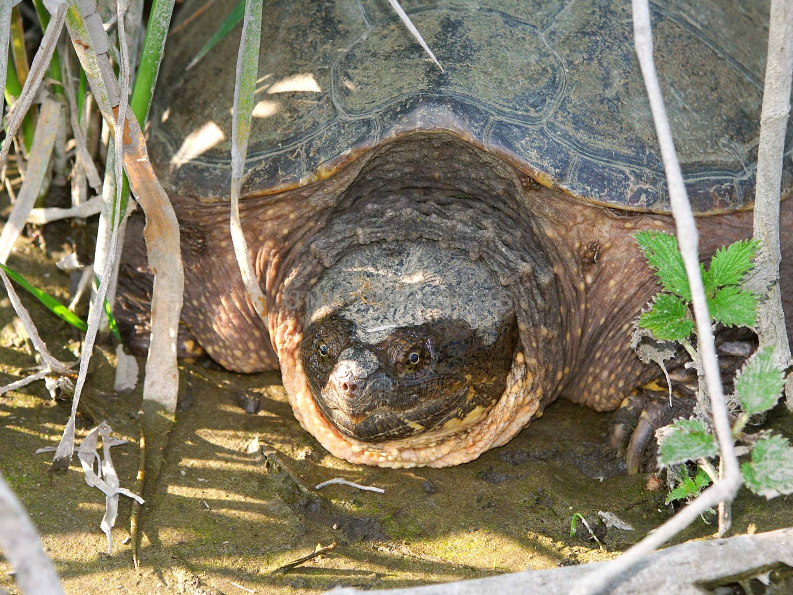 A Snapping Turtle (Chelydra serpentina) at Deer Run Forest Preserve in northern Illinois.
