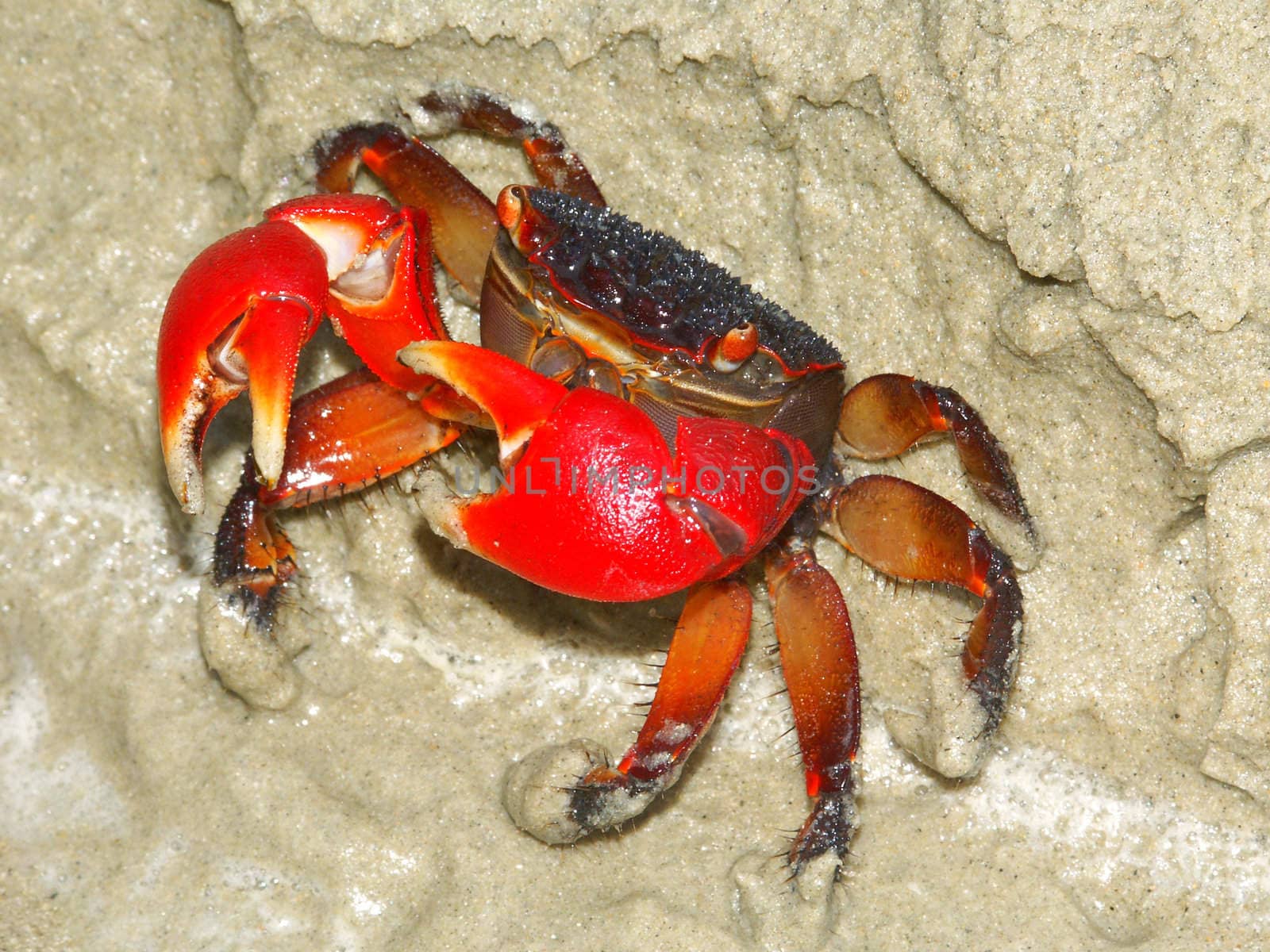 Mangrove Crab - Queensland, Australia by Wirepec