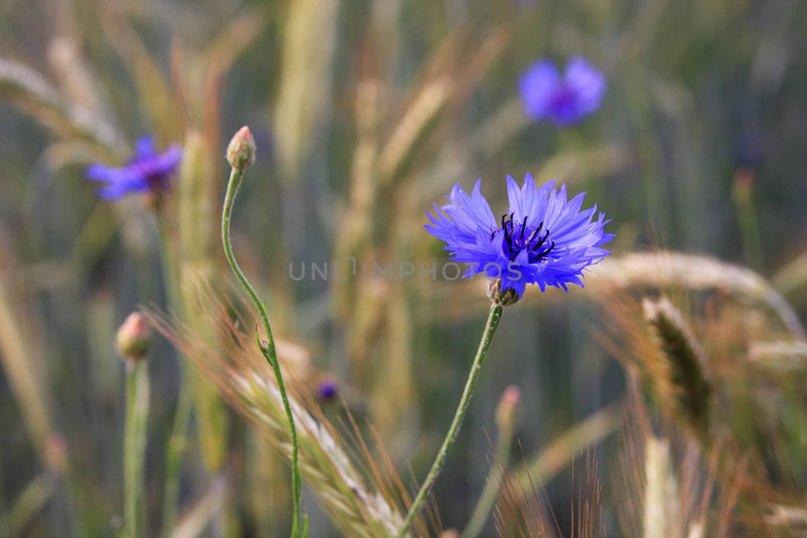 Centaurea cyanus by derausdo