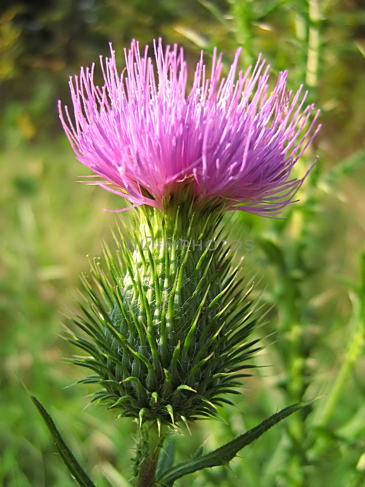 A photograph of a lavender flower in a field.