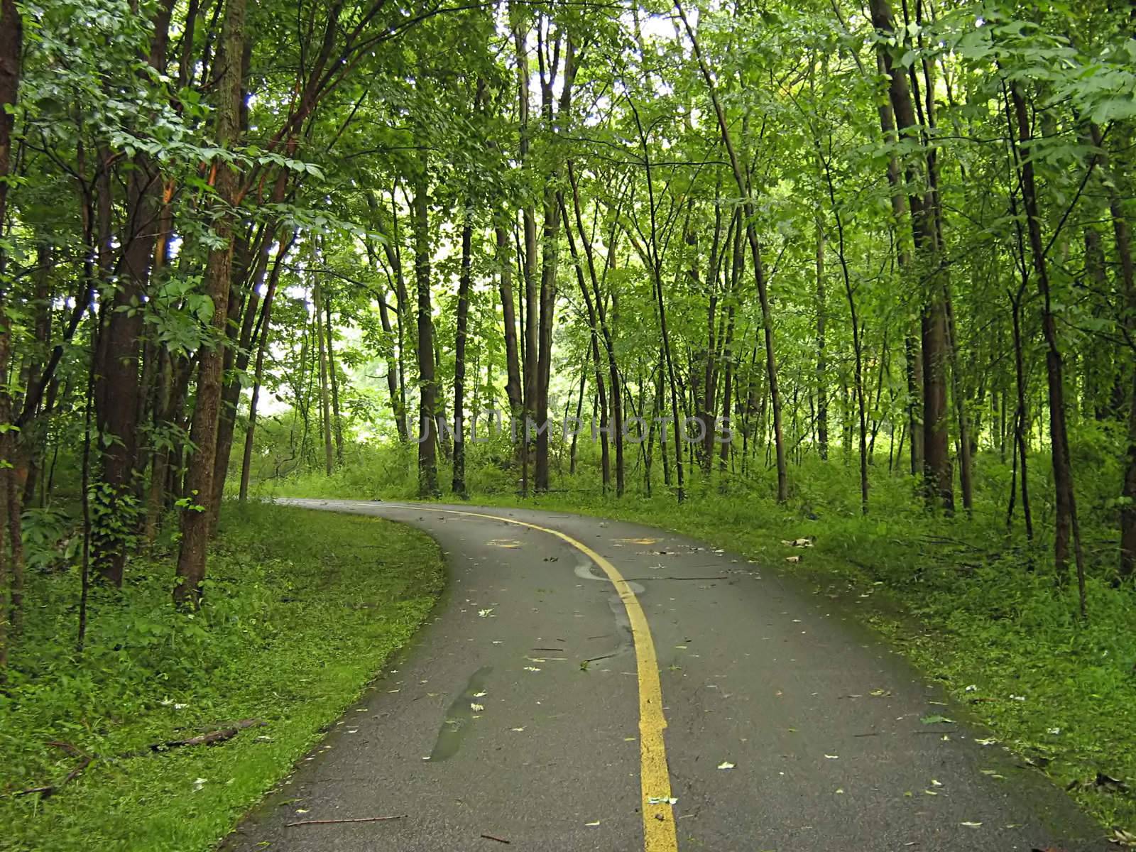 A photograph of a quiet walking trail.