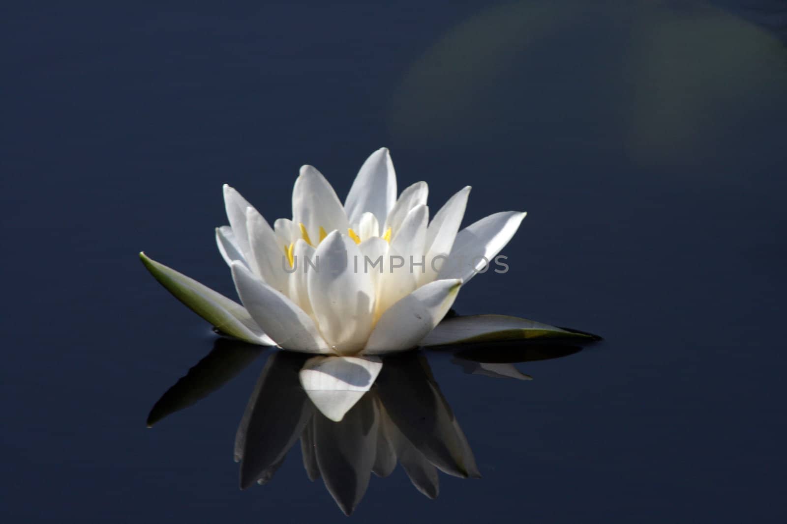 Close-up of a white water lilly and lilly pads