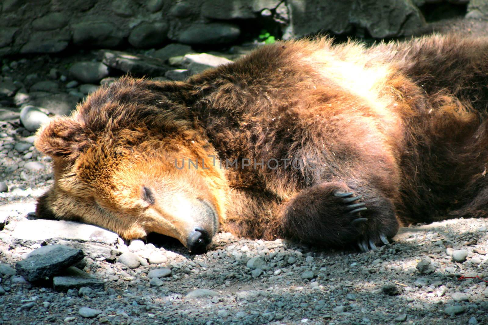 Sleeping brown bear