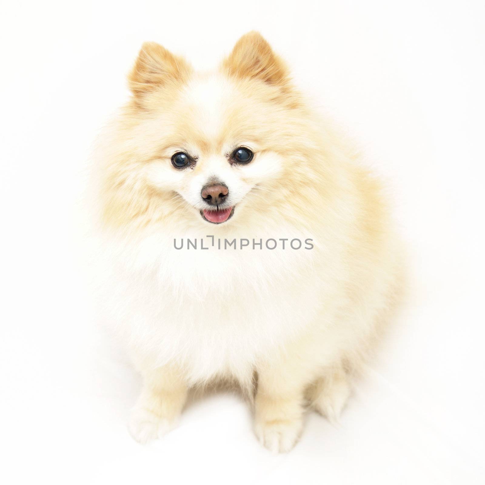 Pomeranian by AlphaBaby