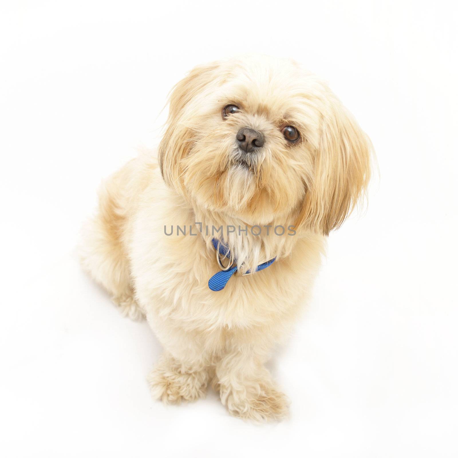 Shih Tzu by AlphaBaby