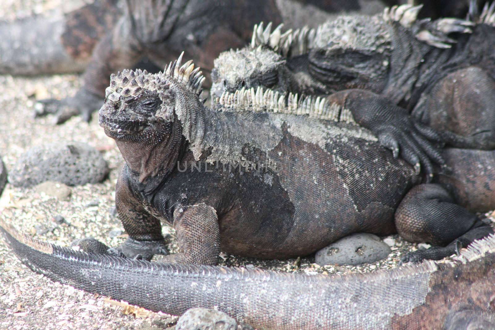 The marine iguana of the Galapagos Islands, Amblyrhynchus cristatus by ernkris