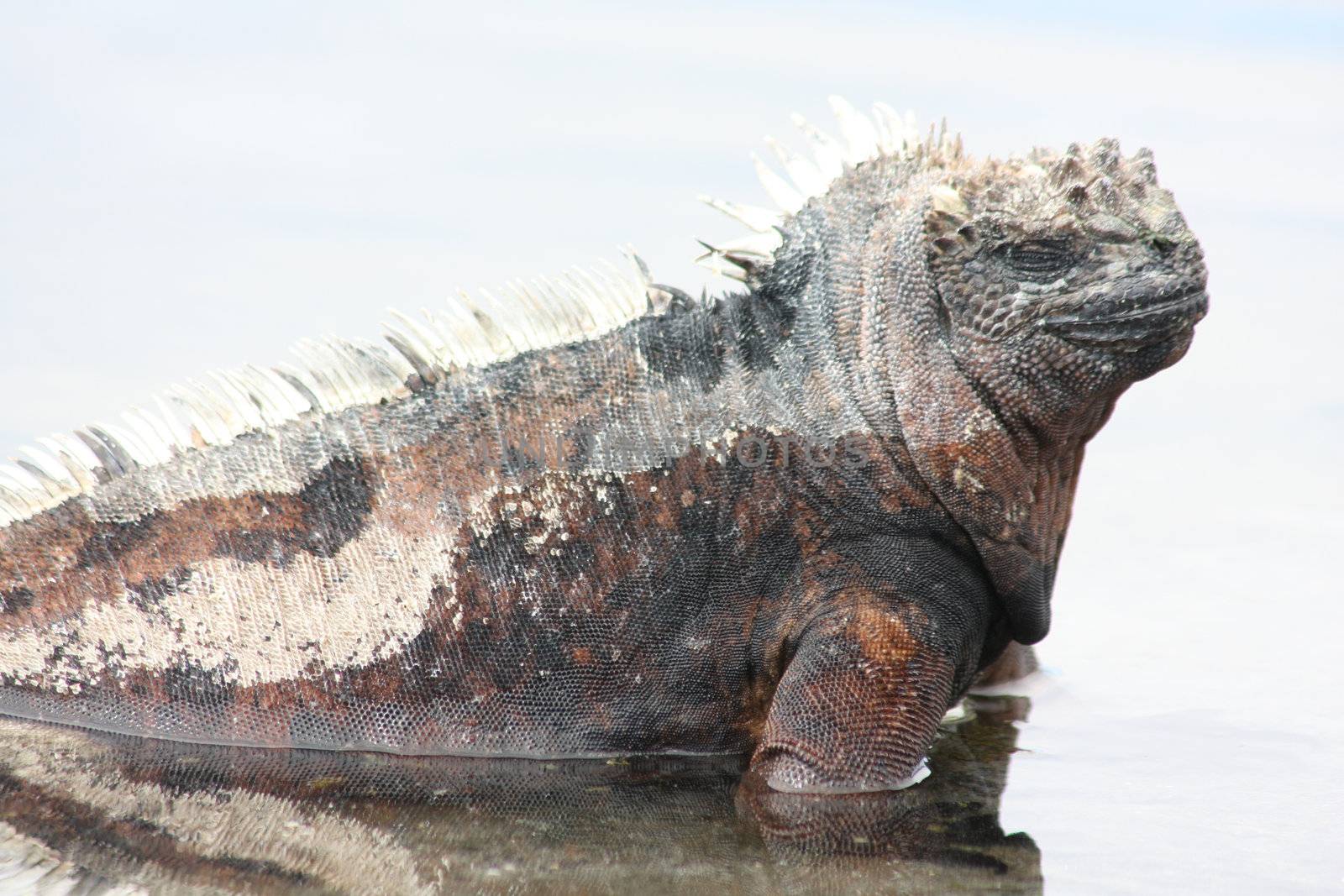 The marine iguana of the Galapagos Islands, Amblyrhynchus cristatus by ernkris