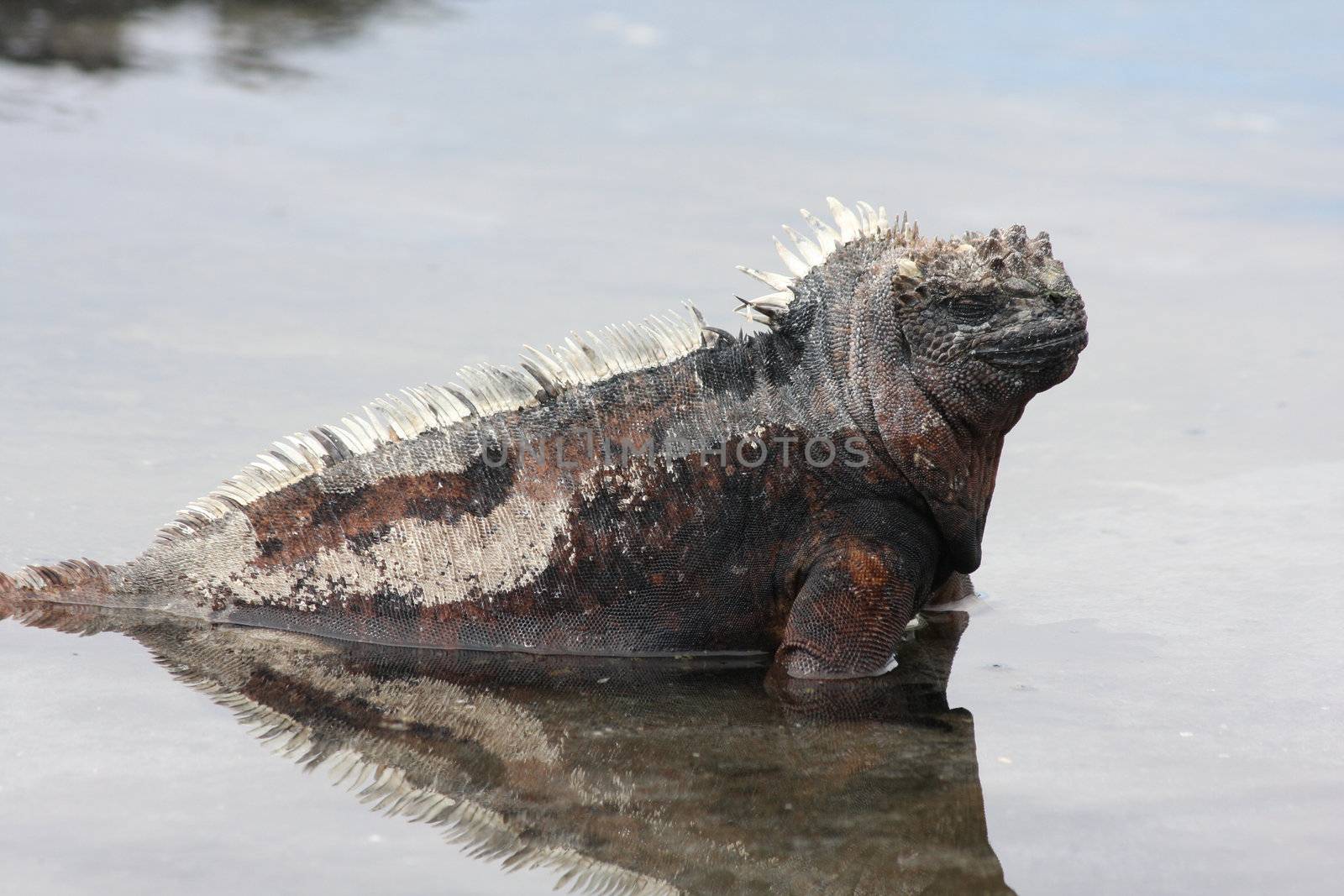 The marine iguana of the Galapagos Islands, Amblyrhynchus cristatus by ernkris