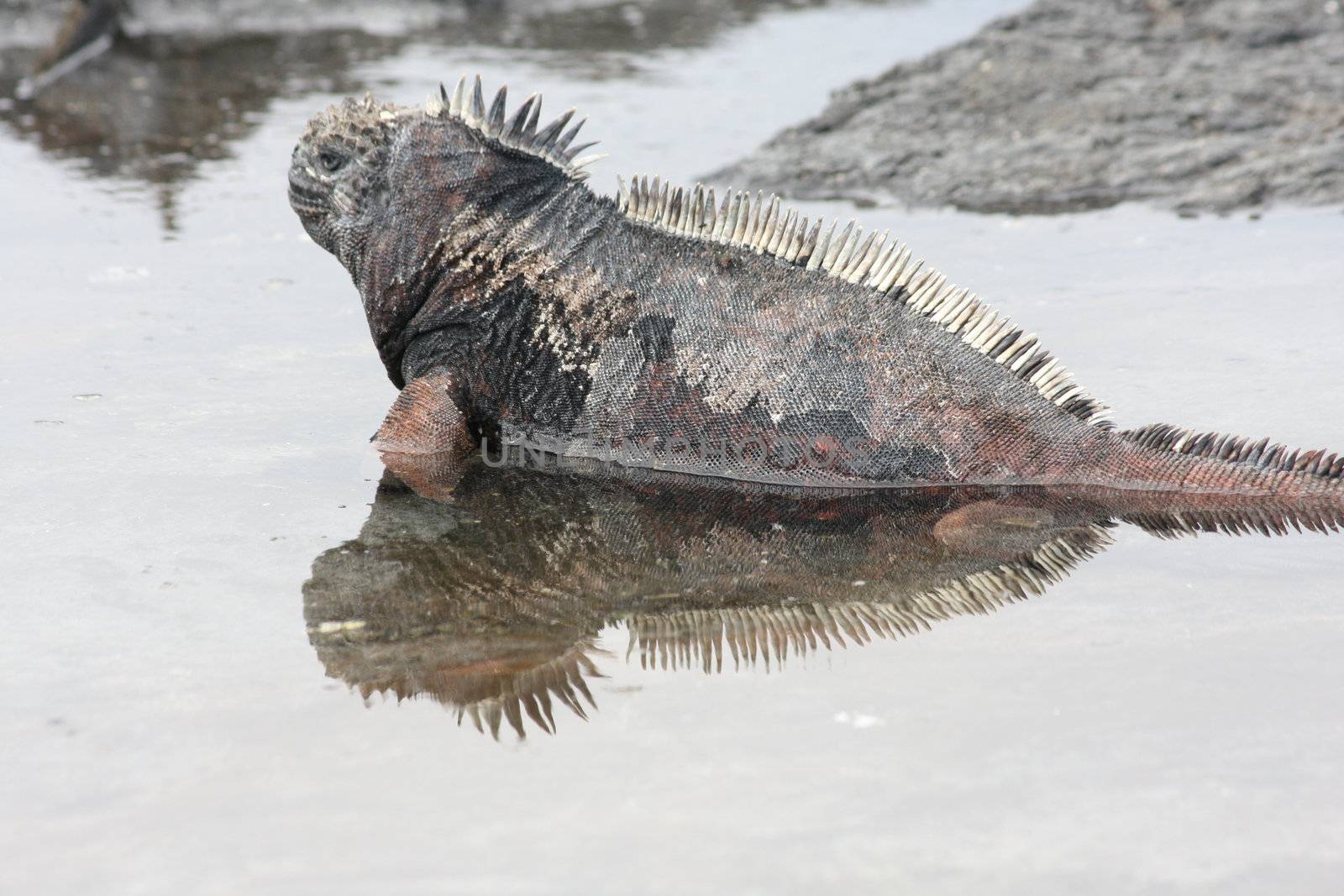 The Galagoa reptile marine iguana is a special animal