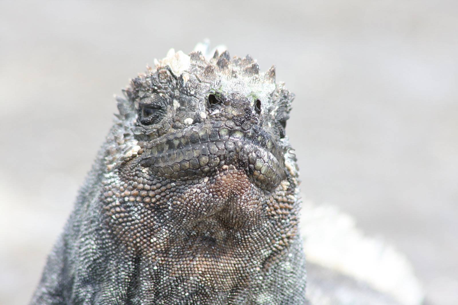 The marine iguana of the Galapagos Islands, Amblyrhynchus cristatus by ernkris