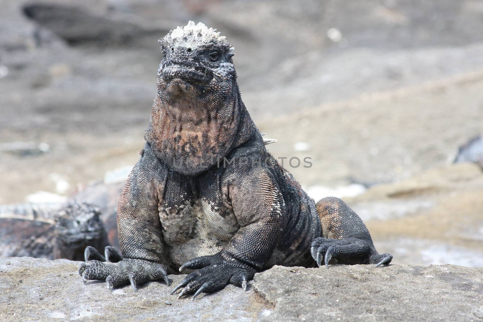 The marine iguana of the Galapagos Islands, Amblyrhynchus cristatus by ernkris