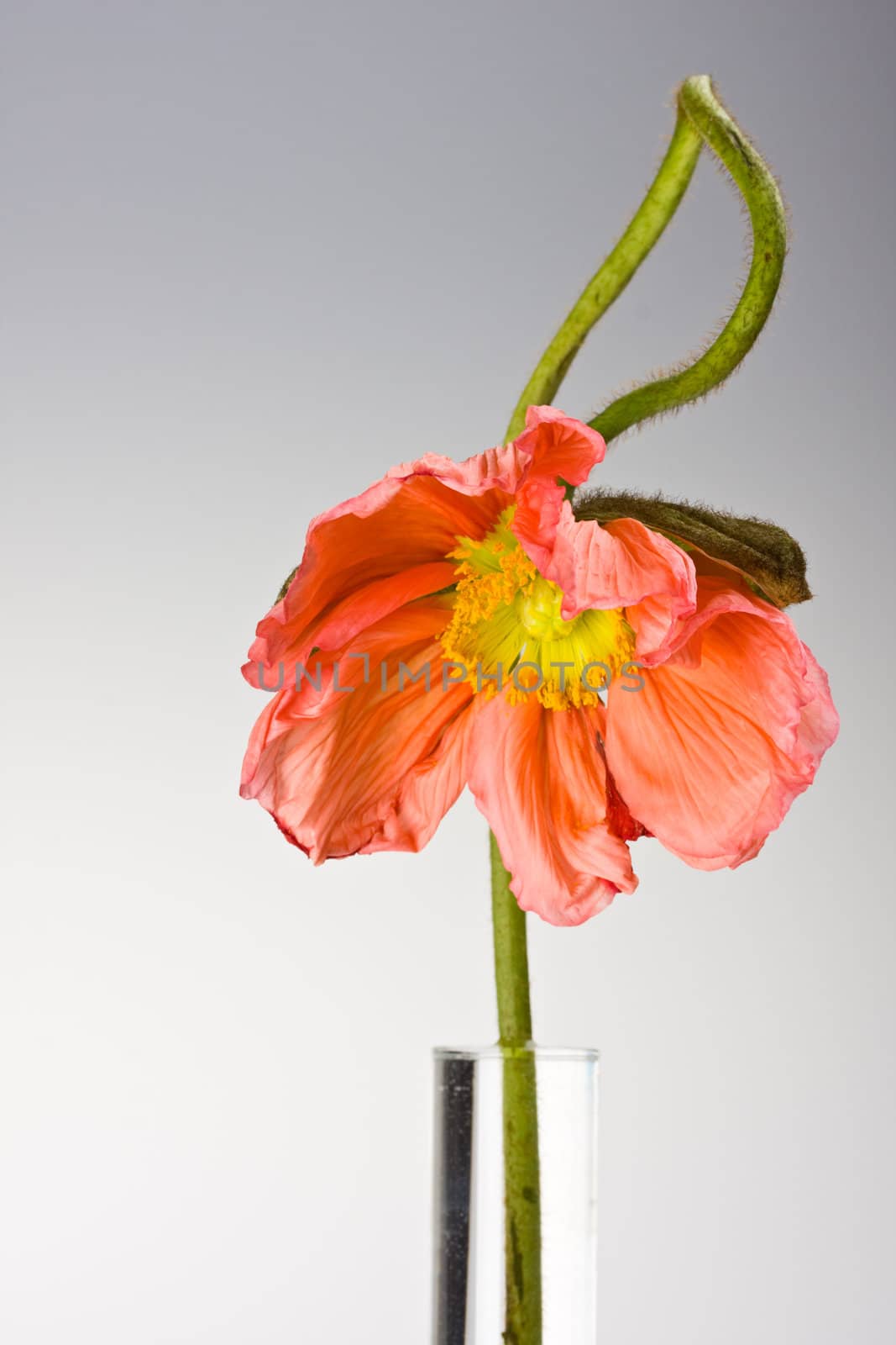 single poppy seed in a glass vase