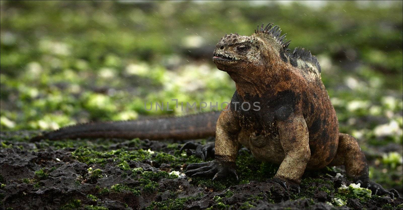 The iguana after feeding by sea seaweed gets out on coast to get warm under the sun.