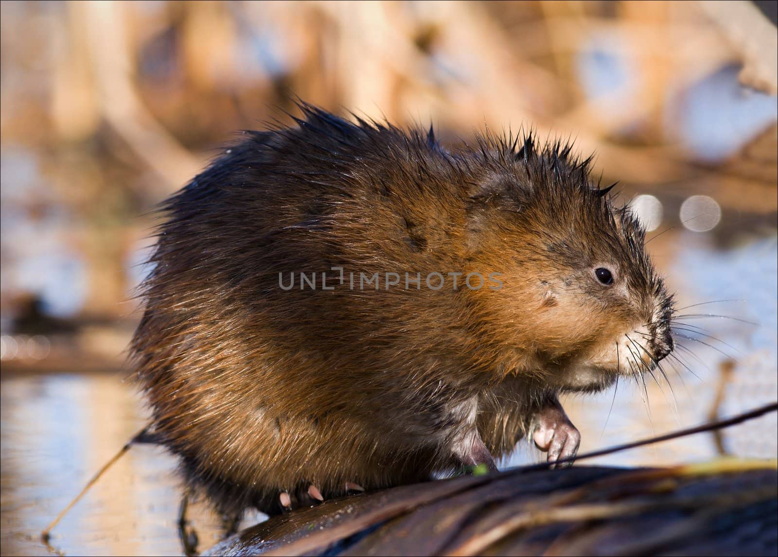 The muskrat (Ondatra zibethicus), the only species in genus Ondatra, is a medium-sized semi-aquatic rodent native to North America, and introduced in parts of Europe, Asia, and South America. Early spring. Ladoga Lake.Russia. 