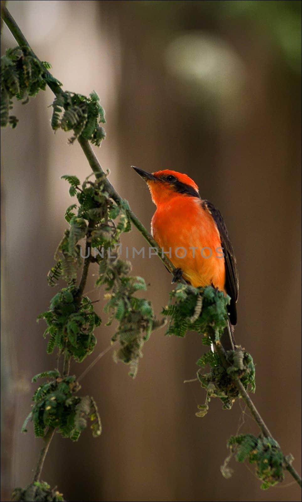 Brightly red birdie sits on a branch on is light a green background.