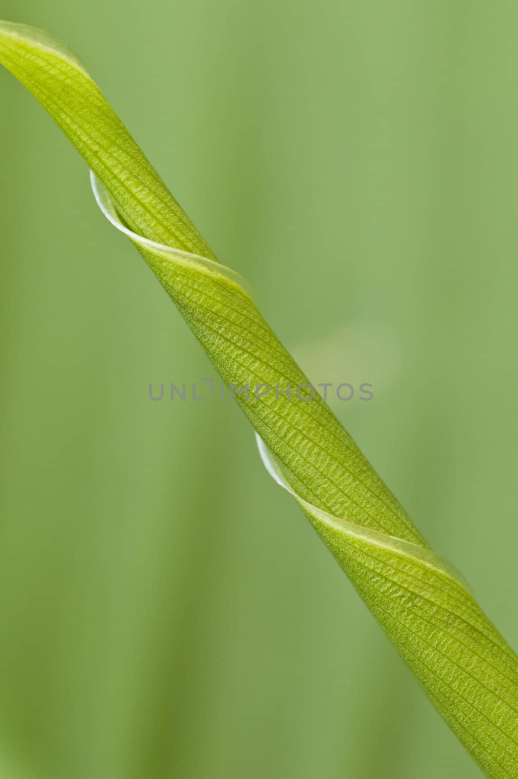 A new leaf of Iris curled around