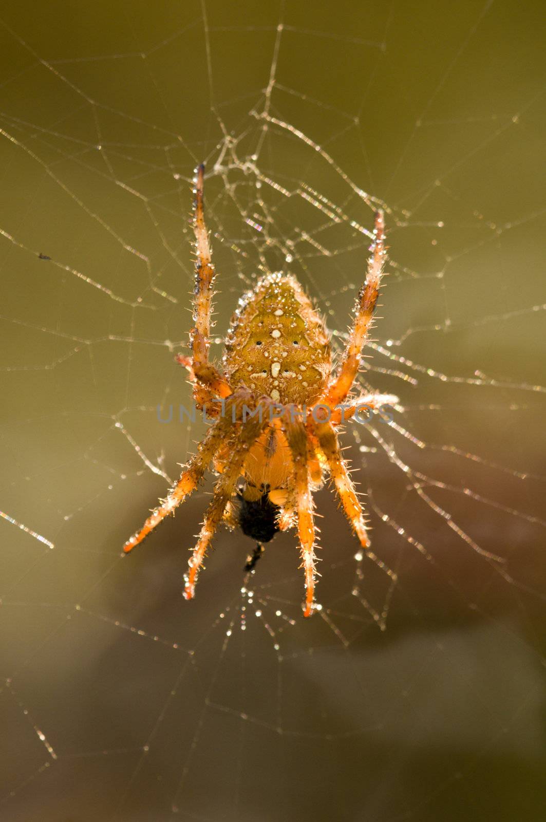 Cross spider on its web eating an insect prey