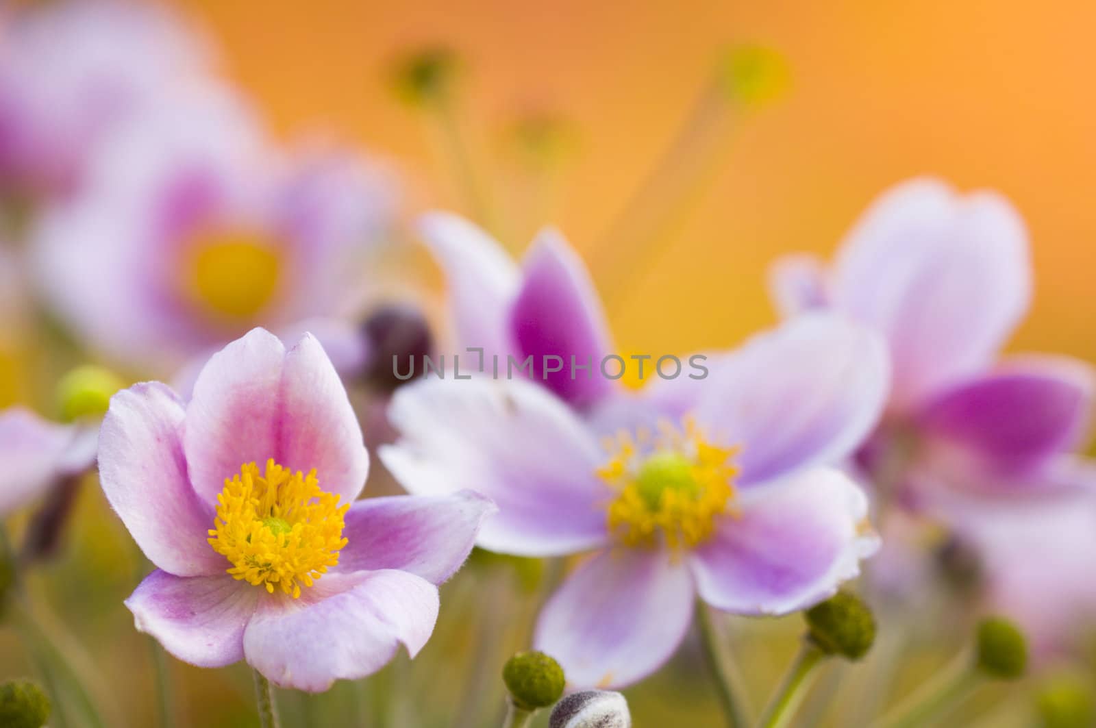 Colorful bed of pink flowers in orange background